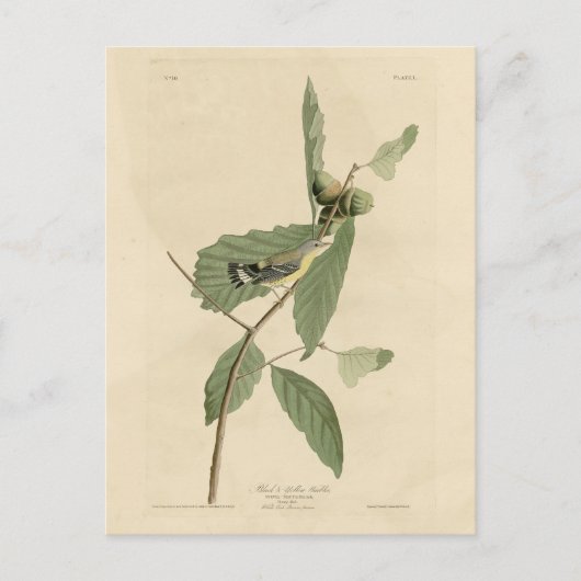 Carte Postale Paruline noire et jaune, Audubon's Birds of Americ (Devant)