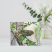 Carte Postale Paruline orangée de passage (Debout devant)