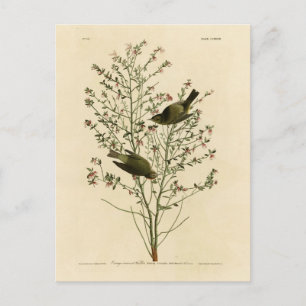 Carte Postale Paruline orangée, Oiseaux d'Amérique d'Audubon