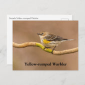 Carte Postale Paruline perchée (Devant / Derrière)