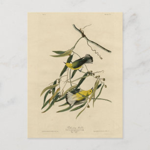 Carte Postale Paruline protonotaire - Audubon's Birds of America