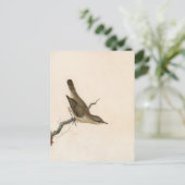 Carte Postale Paruline Reed Wren | William Lewin (Debout devant)