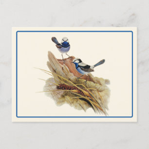 Carte Postale Paruline Turquoisine superbe