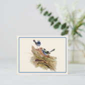 Carte Postale Paruline Turquoisine superbe (Debout devant)