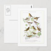 Carte Postale Parulines (Devant / Derrière)