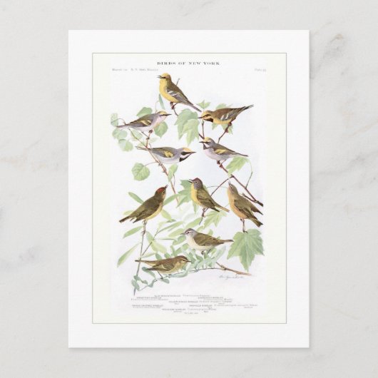 Carte Postale Parulines (Devant)