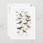 Carte Postale Parulines (Devant / Derrière)