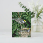 Carte Postale Parulines à châtaignes sur le nid (Debout devant)