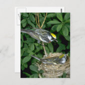 Carte Postale Parulines à châtaignes sur le nid (Devant / Derrière)