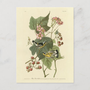 Carte Postale Parulines à tête jaune Audubon, Oiseaux d'Amérique