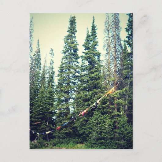 Carte Postale Pas De Bras Autorisés Dans La Forêt (Devant)