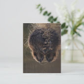 Carte Postale Pas de résolution supérieure disponible. Beaver_ph (Debout devant)