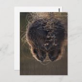 Carte Postale Pas de résolution supérieure disponible. Beaver_ph (Devant / Derrière)
