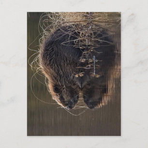 Carte Postale Pas de résolution supérieure disponible. Beaver_ph