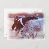 Carte Postale pas de taureau (Devant / Derrière)