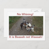 Carte Postale Pas de Whining ! (Devant / Derrière)