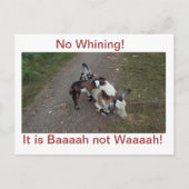 Carte Postale Pas de Whining ! (Devant)