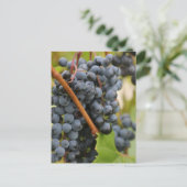 Carte Postale Pas encore de vin (Debout devant)