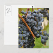 Carte Postale Pas encore de vin (Devant / Derrière)