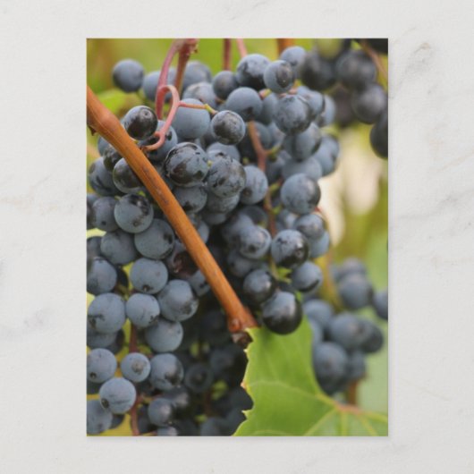 Carte Postale Pas encore de vin (Devant)