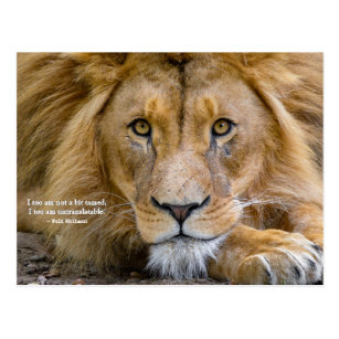 Cartes Postales Citation Lion Originales Zazzle Be