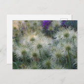 Carte Postale Pasque Flower Semences Heads (Devant / Derrière)