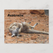 Carte Postale Passage de Kangaroo Rolling / Jeu (Devant)