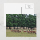 Carte Postale Passage des cerfs (Devant / Derrière)