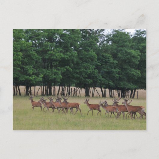 Carte Postale Passage des cerfs (Devant)