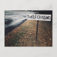 passage des tortues