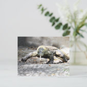 Carte Postale Passage - Komodo Dragon Venant Pour Vous (Debout devant)