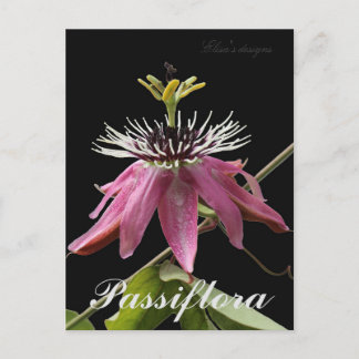 Carte postale Passiflora