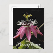 Carte postale Passiflora (Devant / Derrière)
