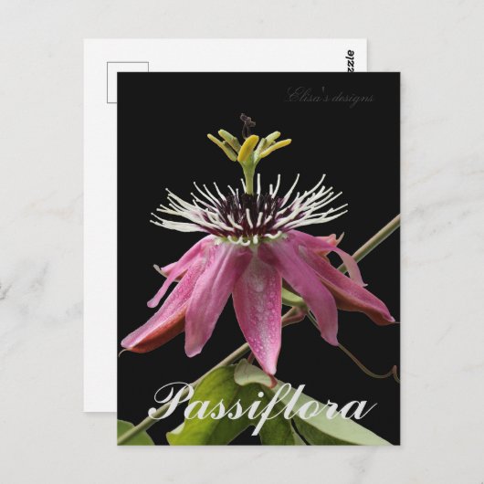 Carte postale Passiflora (Devant / Derrière)