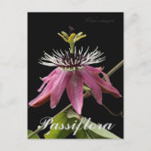 Carte postale Passiflora (Devant)