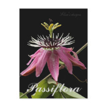 Carte postale Passiflora
