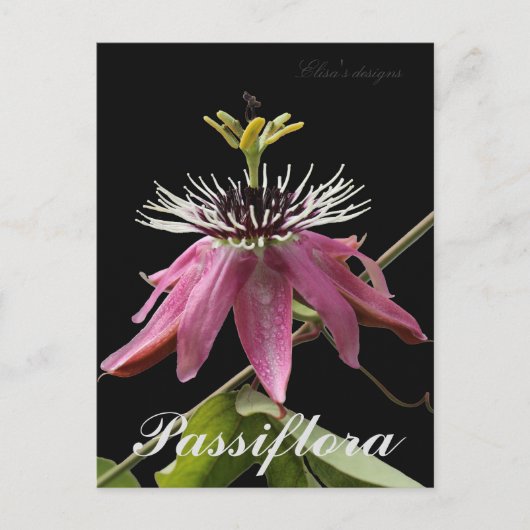 Carte postale Passiflora (Devant)