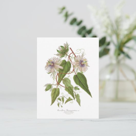 Carte Postale Passiflora baraquimima (Debout devant)