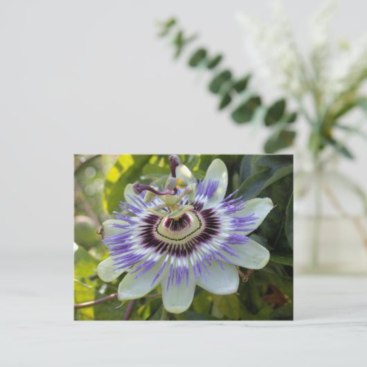 Carte Postale Passiflora edulis forma flavicarpa (Debout devant)