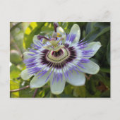 Carte Postale Passiflora edulis forma flavicarpa (Devant)