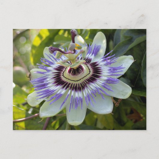 Carte Postale Passiflora edulis forma flavicarpa (Devant)