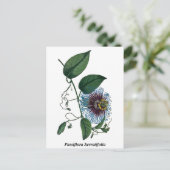 Carte Postale Passiflora Serratifolia (Debout devant)