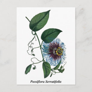 Carte Postale Passiflora Serratifolia