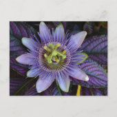 Carte Postale Passiflora violette et Bouclier persan (Devant)
