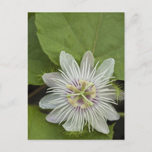 Carte Postale Passiflore de Galapagos Passiflora foetida (Devant)