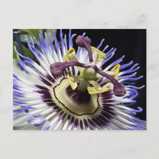 Carte Postale Passiflore en gros plan (MR) (Devant)