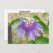 Carte postale Passion Flower (Devant / Derrière)