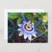 Carte postale Passion Flower (Devant / Derrière)