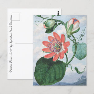 Carte Postale Passion Flower (1799), de Sydenham Teak Edwards.