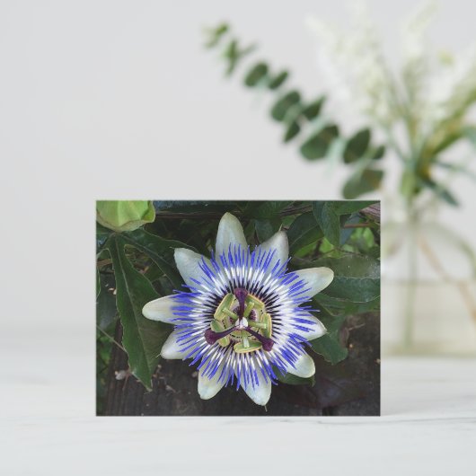Carte postale Passion Flower #2 (Debout devant)